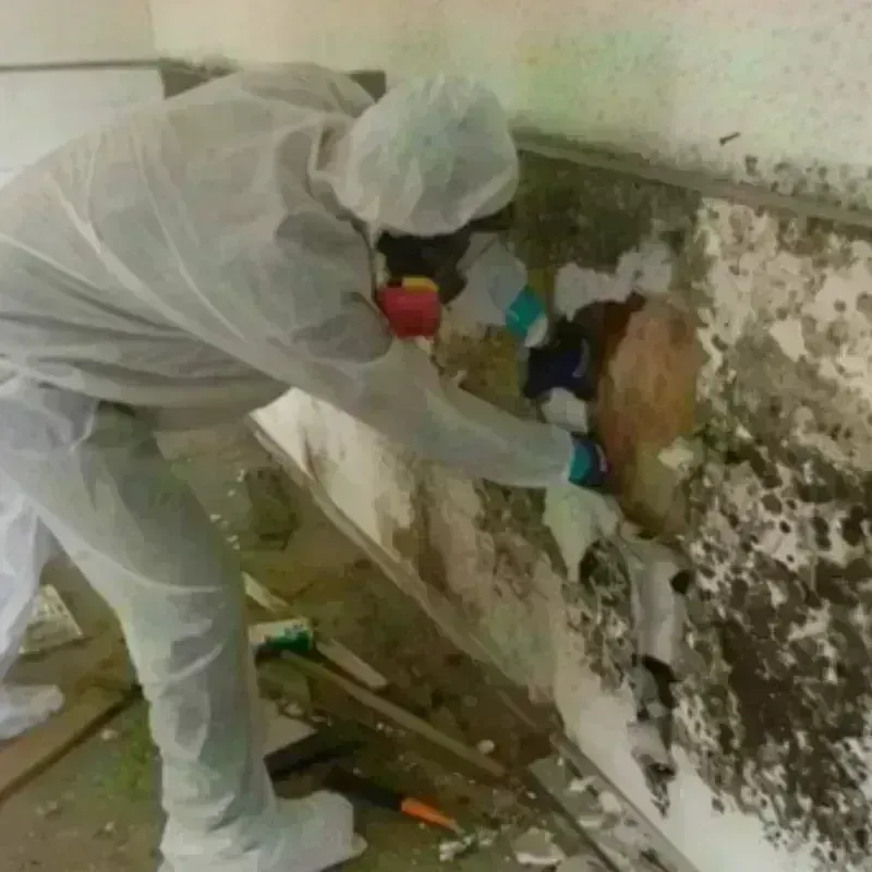 Mold Remediation and Removal in Brule County, SD